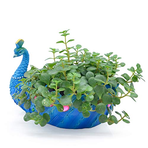 Amazon.com : Zamtac Beautiful Resin Peacock Flowerpot Succulent